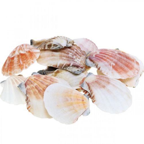 Kagylódoboz, natúr kagyló, tengeri dekoráció H3-5cm 900g