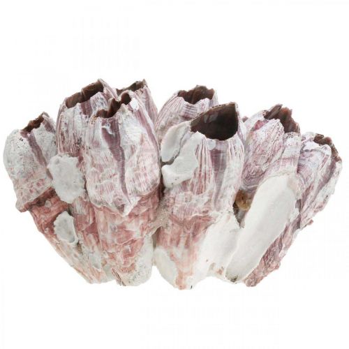 Floristik24 Deco shell barnacles természet, tengeri dekoráció