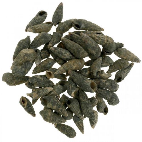 Természetes tárgyak, natúr csigaház 6-10mm, tengeri díszek 1kg