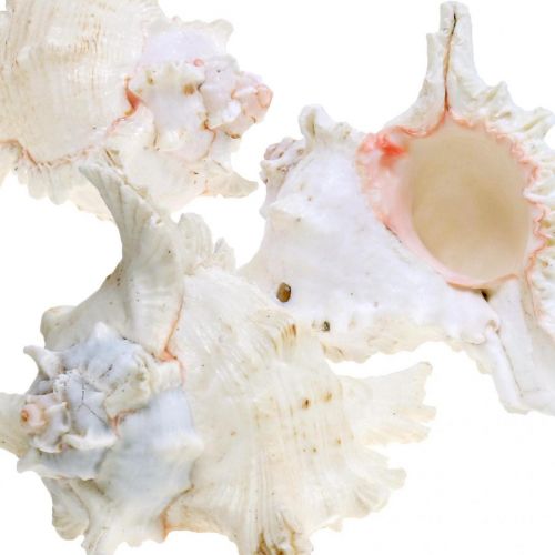 tételeket Kagyló Chicoreus ramosus 16cm 3 db