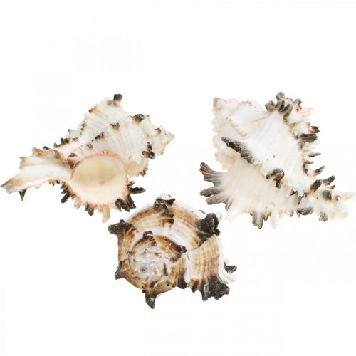 Deco csigaház csíkos, tengeri csiga natúr dekoráció 1kg