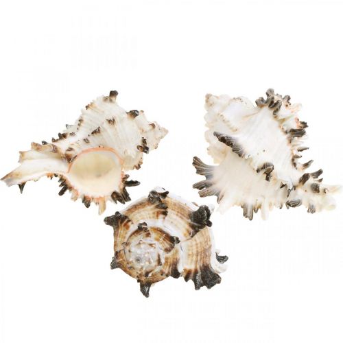 Deco csigaház csíkos, tengeri csiga natúr dekoráció 1kg