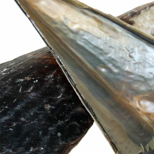 Floristik24 Tollhéj fekete 24 – 30cm 1kg