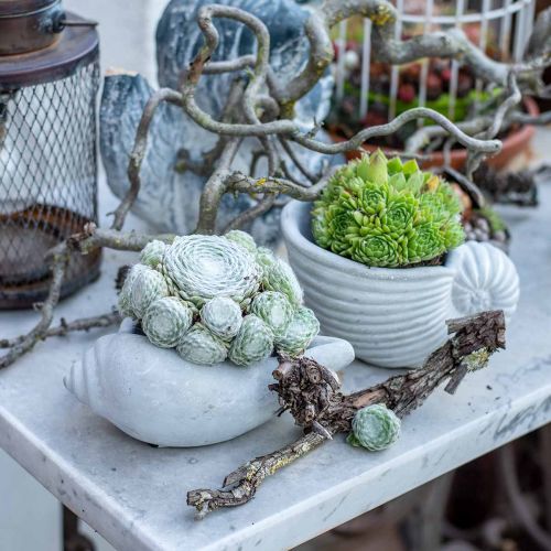 Floristik24 Kagylós növénycserep, növénytál csigaház, tengeri betondísz L17cm H7,5cm 3 db