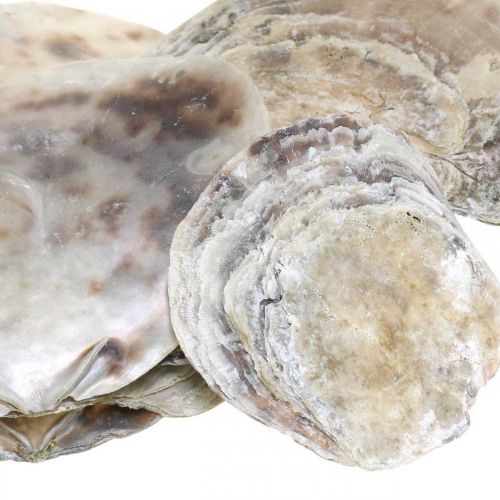 Tengeri dekoráció, capiz kagylók, természetes termékek gyöngyház, ibolya 8-14cm 1kg