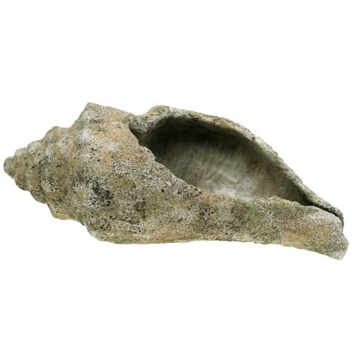 Floristik24 Kagyló ültetéshez L40cm