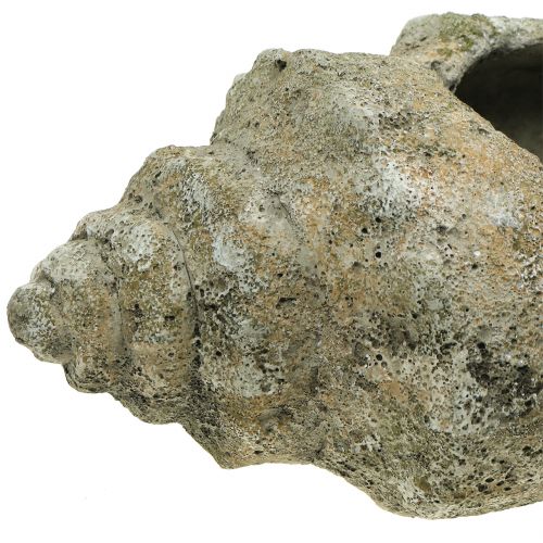 Floristik24 Kagyló ültetéshez L40cm