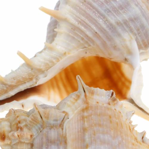 tételeket Tüskés csiga 1kg