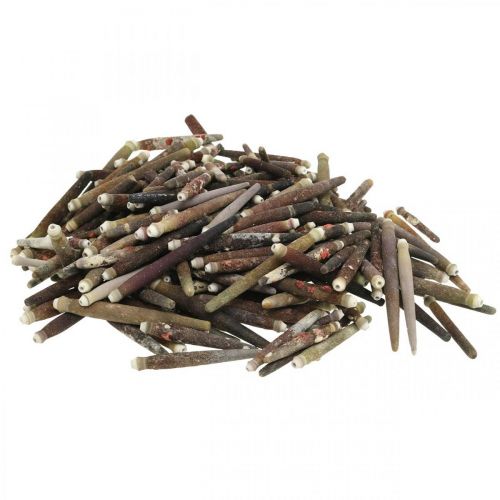 tételeket Dekoratív kagylók Sün tüskék, tengeri sün tüskék, tengeri dekoráció L3-8cm 450g