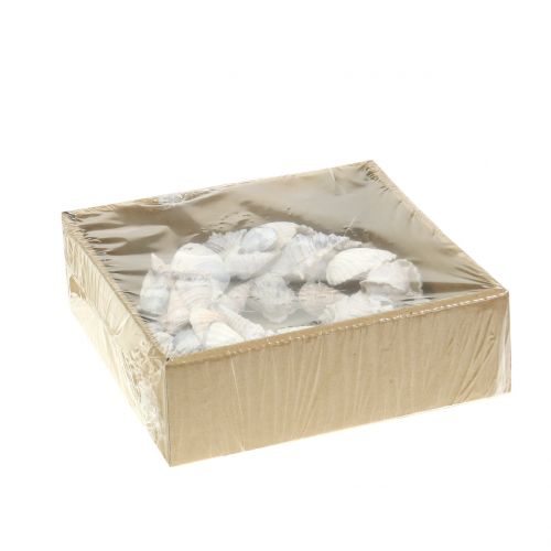 Floristik24 Fehér kagylókoszorú Ø14cm