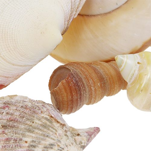 Floristik24 Kagyló keverék 16cm x 16cm kosárban