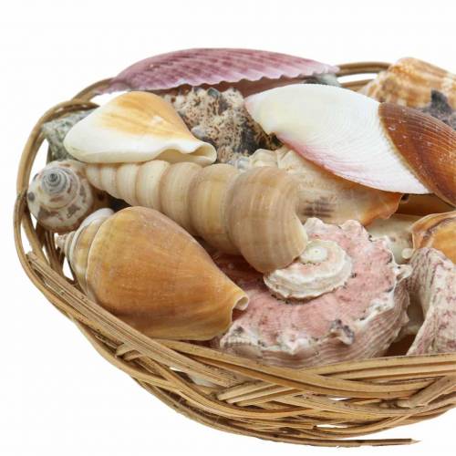 Floristik24 Shell mix natúr kosárban Ø15cm 420g
