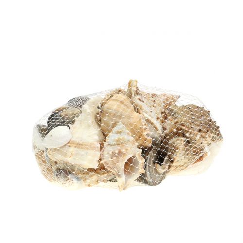 Floristik24 Shell választék natúr 500g