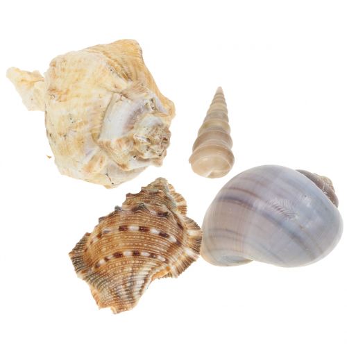 Floristik24 Kagyló mix természet 500g