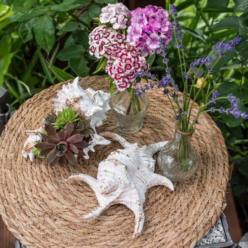 Floristik24 Kagylók, tengeri dekoráció, csigaház fehér-arany L22/17cm 2 db-os szett