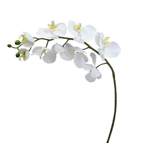 Floristik24 Moly Orchidea 75cm Fehér