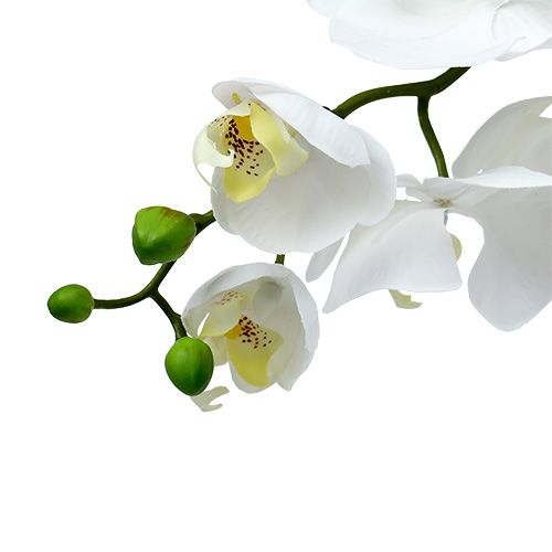 Floristik24 Moly Orchidea 75cm Fehér