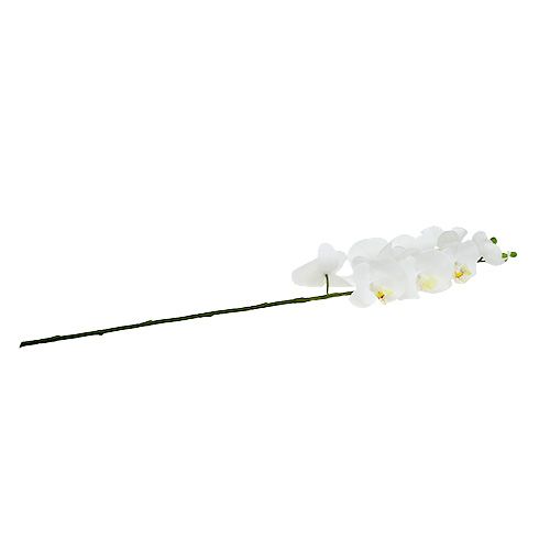 Floristik24 Moly Orchidea 75cm Fehér