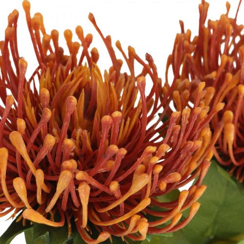 tételeket Tűpárna egzotikus művirág narancs Leucospermum Protea 73cm 3db
