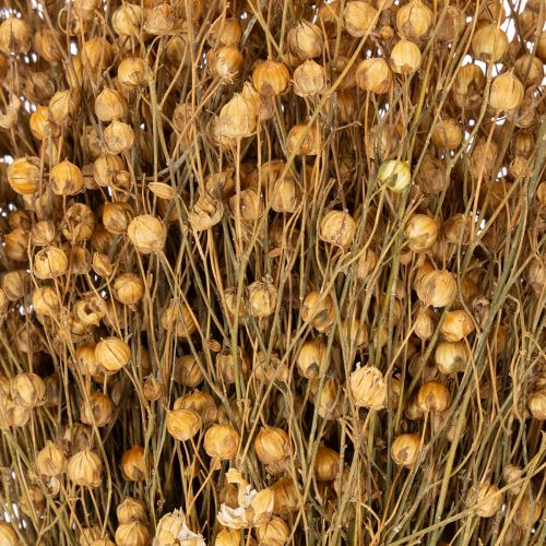 tételeket Természetes lenszárított fűszálak szárított virágdíszekhez Linum Natur 60cm 180g