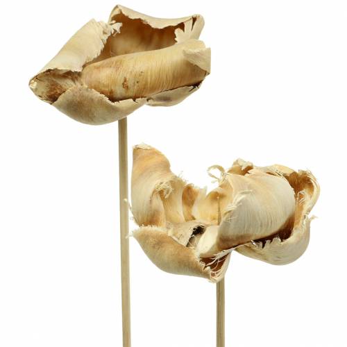 Természetes virág, pálmacsésze száron fehérítve 25 db