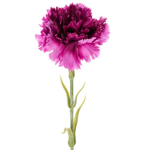 Műszegfű, kétszínű, hosszú szárú, 56 cm, 8 darabos csokor.