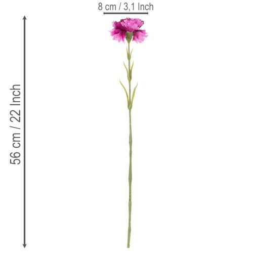 Műszegfű, kétszínű, hosszú szárú, 56 cm, 8 darabos csokor. | Floristik24.hu