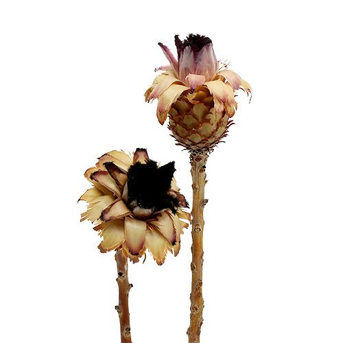 Floristik24 Nerifolia Bud 25 db