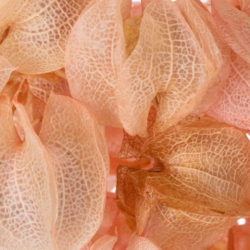 tételeket A szárított virágszár romantikus hangulatot teremt bármely nappaliban (75 cm)