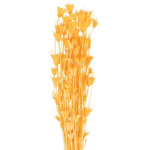 Nigella szárított virágkompozíció hosszú távú használatra. Elegáns, szemet gyönyörködtető. 70 cm 50 g