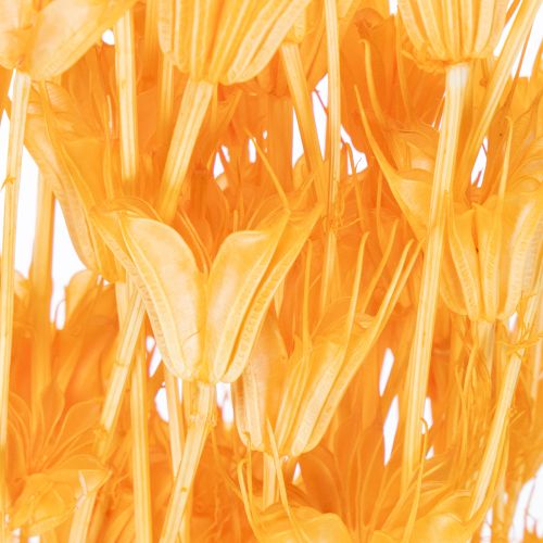 tételeket Nigella szárított virágkompozíció hosszú távú használatra. Elegáns, szemet gyönyörködtető. 70 cm 50 g