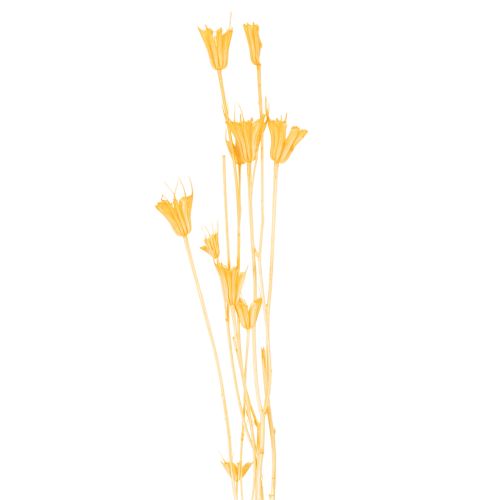 tételeket Nigella szárított virágkompozíció hosszú távú használatra. Elegáns, szemet gyönyörködtető. 70 cm 50 g