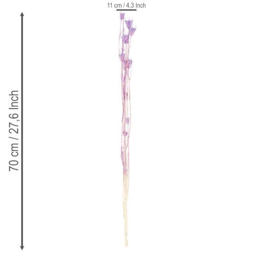 tételeket Szárított Nigella virágcsokor, dekoratív nappali dekoráció, egyedi hangulatot teremt, 70 cm, 50 g