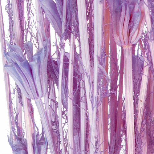 tételeket Szárított Nigella virágcsokor, dekoratív nappali dekoráció, egyedi hangulatot teremt, 70 cm, 50 g