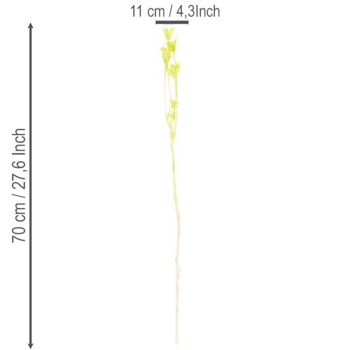 tételeket Szárított Nigella virágok, bájos természetes szobadísz otthonra, 70cm, 50g