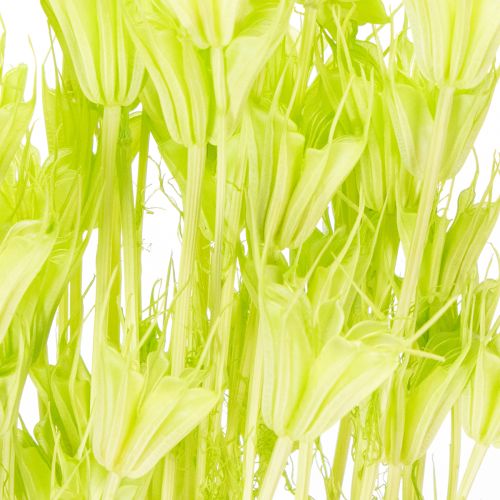 tételeket Szárított Nigella virágok, bájos természetes szobadísz otthonra, 70cm, 50g