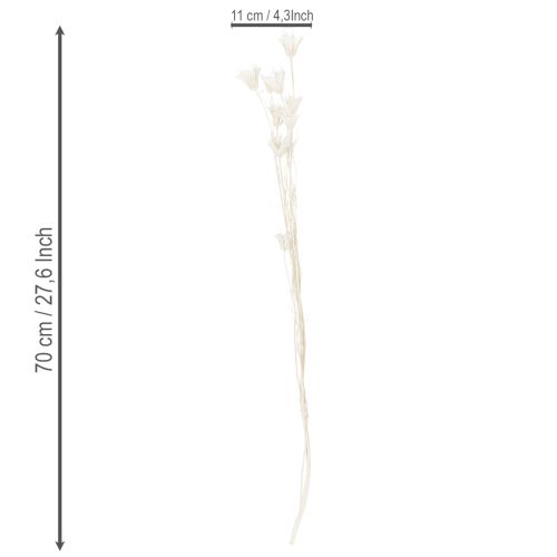 tételeket Szárított Nigella virágok, elegáns természetes dekoráció exkluzív belső terekbe, 70cm, 50g