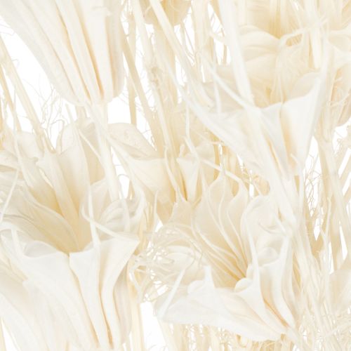 tételeket Szárított Nigella virágok, elegáns természetes dekoráció exkluzív belső terekbe, 70cm, 50g