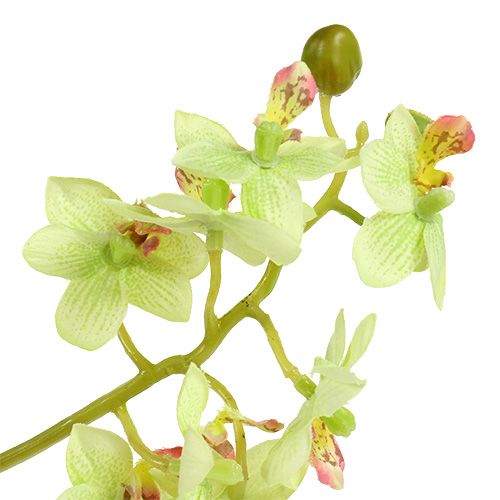 tételeket Orchidea 97cm világoszöld
