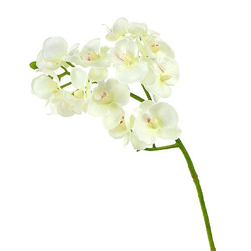 Floristik24 Orchidea krém-fehér L57cm 6db