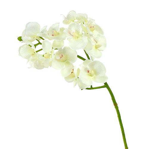 Floristik24 Orchidea krém-fehér L57cm 6 db