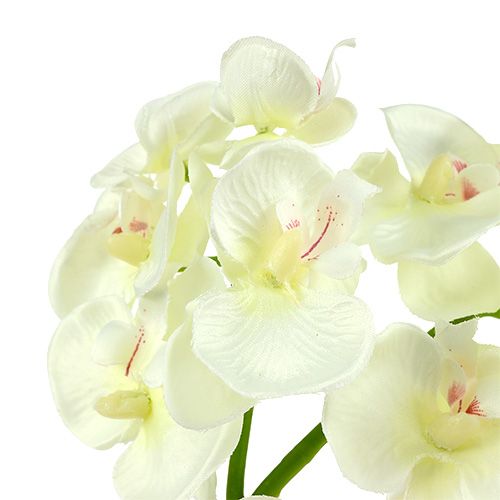 tételeket Orchidea krém-fehér L57cm 6db