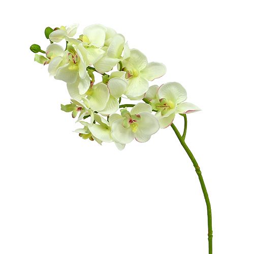 Orchidea világoszöld 56cm 6db