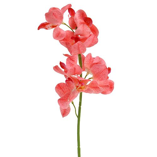 tételeket Orchidea Mokara Lazac 50cm 6 db
