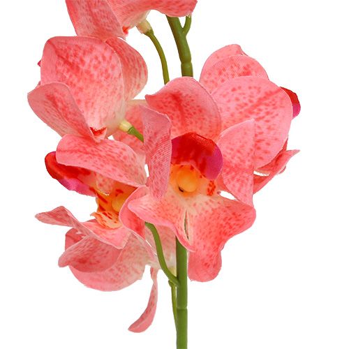 tételeket Orchidea Mokara Lazac 50cm 6 db