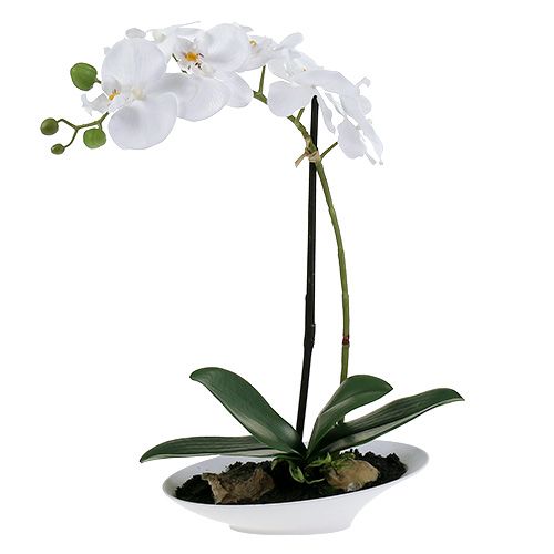Floristik24 Orchidea Phalaenopsis fehér tálban, magassága 40 cm