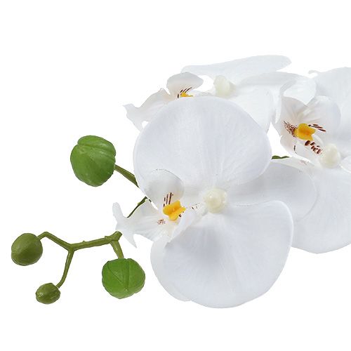 Floristik24 Orchidea Phalaenopsis fehér tálban, magassága 40 cm