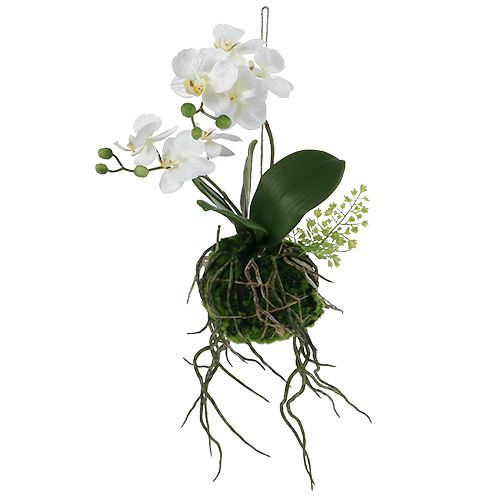 Floristik24 Orchid Phalaenopsis akasztható H33cm krém