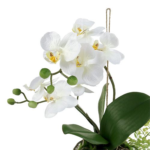 tételeket Orchid Phalaenopsis akasztható H33cm krém