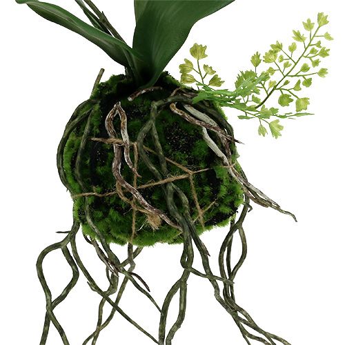 Floristik24 Orchid Phalaenopsis akasztható H33cm krém